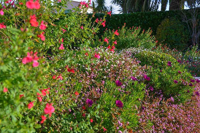 Entretien de jardin Antibes